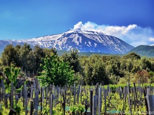 Des vignes au pied de l'Etna